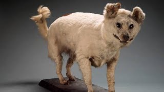 10 Extinct Dog Breeds