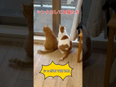 仲良し猫がシッポまでシンクロ#仲良し猫 #癒し #猫のシッポ