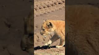 From Orphan to King: The Lion Cub's Roar #LionCubAdventures #CuteAndFierce #RoaringGoodTime