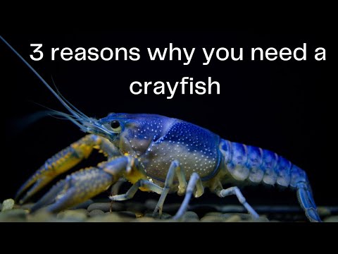 Three reasons why You need a crayfish RIGHT NOW!