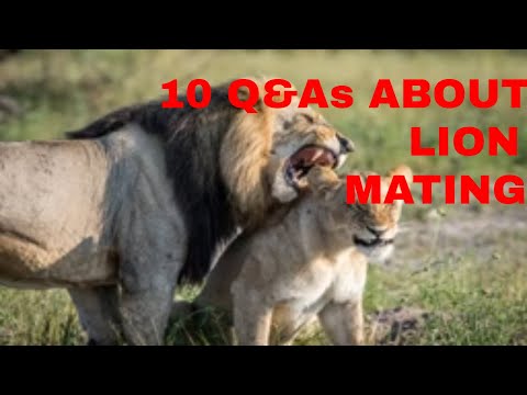 Why Female Lion Experience Pain During Mating/10 Q&A About Lion Mating