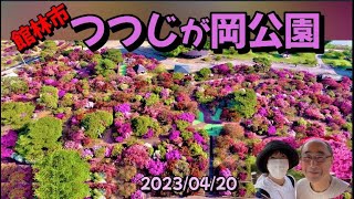 館林市 つつじが岡公園 世界にほこる日本一のツツジの名園