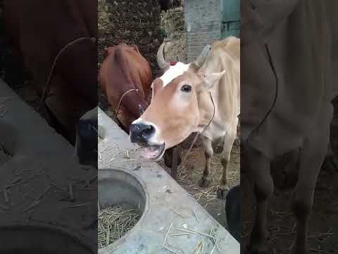 animal voice... #animals #cow