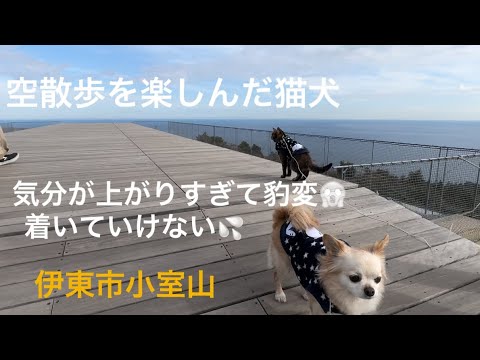 絶景でテンションがあがりすぎる猫犬がいた‼️豹変する姿はこちら💦伊東市小室山#リフト#絶景#観光