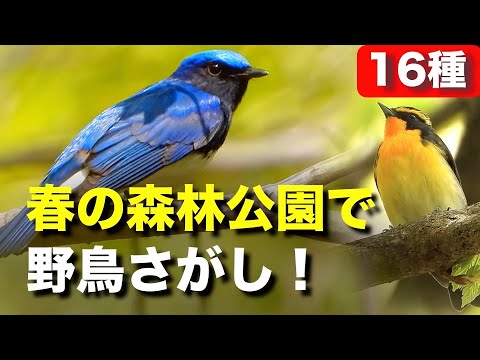 美しい春の野鳥たちを観察しに行ってみよう！