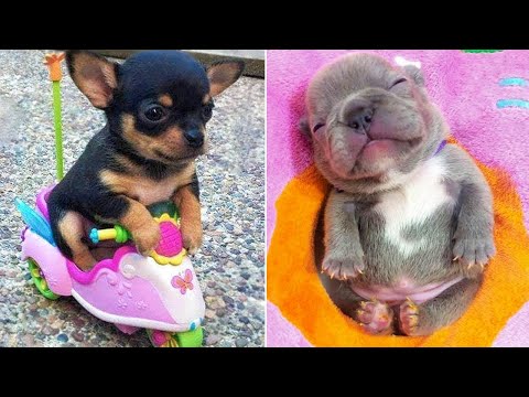 Baby Dogs 🔴 Cute and Funny Dog Videos Compilation #22 | 30 Minutes of Funny Puppy Videos 2022