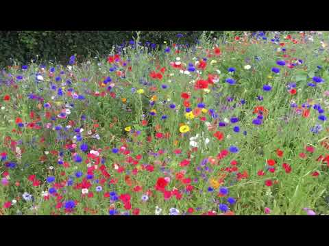 Biodiversity Mix - Limagrain Colour Splash Wildflower Seeds