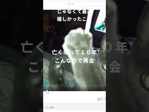 10年前に亡くなった愛ネコと再会　動画データも無くなっていたけどこんな形で再会出来て僕の宝物になった　#shorts #shortsvideo