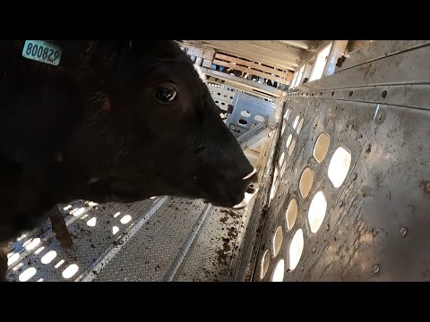 Loading 800 Pound Feeder Cows (ep.9)