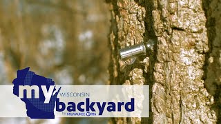 My Wisconsin Backyard | Web Series | Tree Tapping