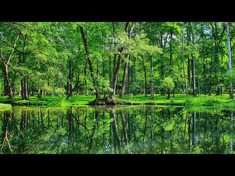 [ASMR] Summer Ambience Pond Frog Sound