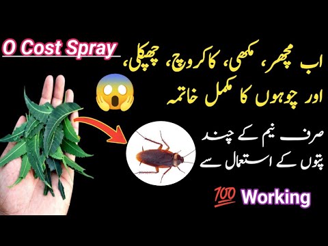 Get Rid Of Rats,Mosquito, Cockroach,Lezard With Homemade Spary | Insect Killer Homemade