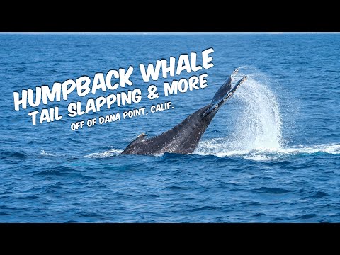 Humpback Whale Tail Slapping and More