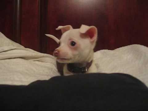 Crazy Chihuahua Puppy-Funny animals