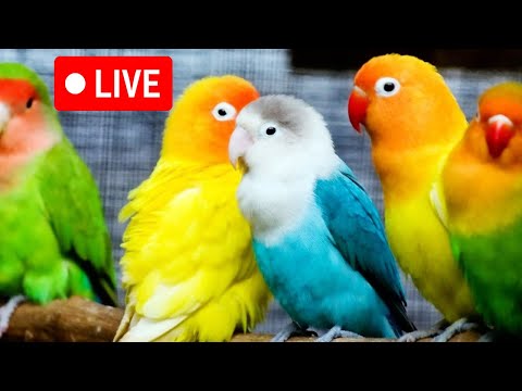 LIVE: bird live stream for cats | love birds sounds🎵| Lovebird Singing & Chirping,