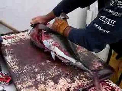 "Cleaning up" an Bloody Albacore