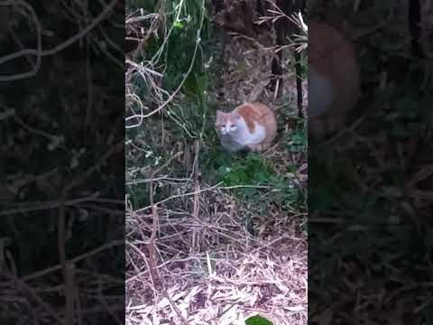 ショート705【気の優しい猫】#😿