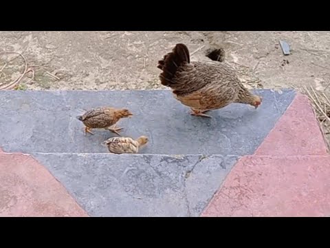 Chicken chicks scene feeding chicks। kids episode38