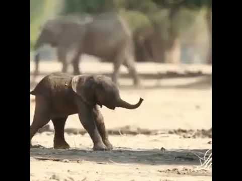 Baby Elephant First Steps