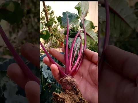 I Harvested BEETROOT for 30 Days and Here's What Happened