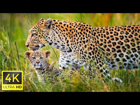 4K Wildlife of Okavango Delta Area, Botswana, Africa - Scenic Wildlife Film With African Music