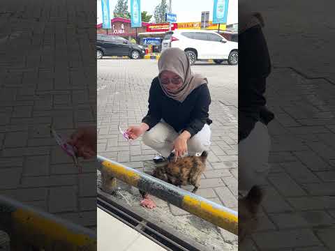 BUNDA KETEMU KUCING KAMPUNG DI JALAN AUTO DIKASIH MAKAN 🥰❤️ #shorts #dienafitri