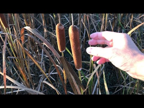 田舎のフランクフルト【ガマの穂】大爆発！ｗｗｗ