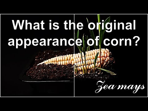 What is the original appearance of corn?｜Wild maize｜Plant information #2 Wild and Corn｜Eng Sub