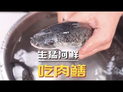 生猛的淡水鳝鱼，其鲜美的肉质和糯口的皮质，煎焗做法更惹味！