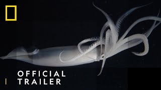 Official Trailer | Ocean Predators | National Geographic UK