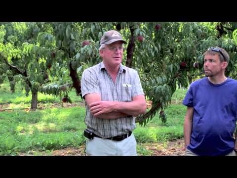 Metropolitan Market Presents Peach-O-Rama Peaches from Pence Orchards