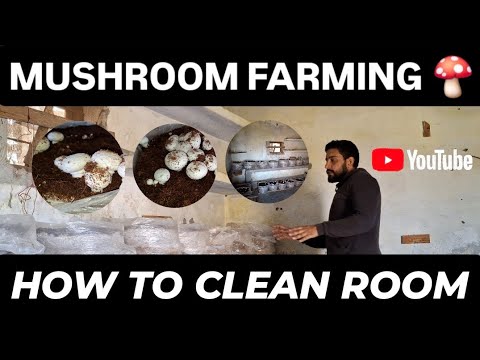 Mushroom farming in India Mushroom grow in bag Mushroom farming process #mushroom