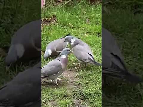 Cute 🥰 birds eating 🕊️🕊️🦅🦅