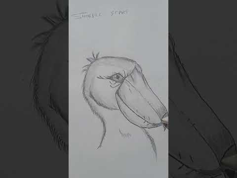 Drawing of shoebill stroke #snehart #shorts #drawing