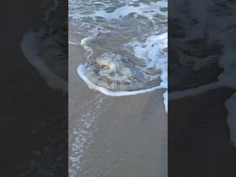 I’ve never seen jellyfish this big at #batuferringhi beach in #penang #malaysia #jellyfish