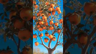 How to Grow New Persimmon Trees with Air Layering! 🍑🔥