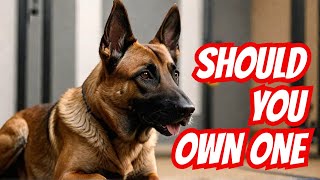 Should You Get a Belgian Malinois? The TRUTH About This Dog | Dog Training | Malinois