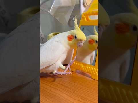 Adorable Cockatiel Milo's Cute Singing Moments 🥰🎶🦜 #cockatielscraze #birdsinging