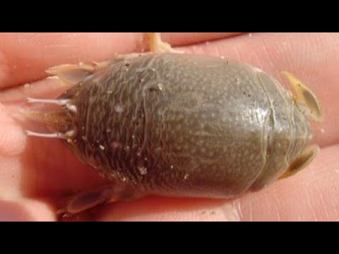 Facts: The Mole Crab