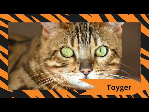 🐅 Discover the Majestic Toyger Cat: Your Miniature Tiger Companion! 🐅