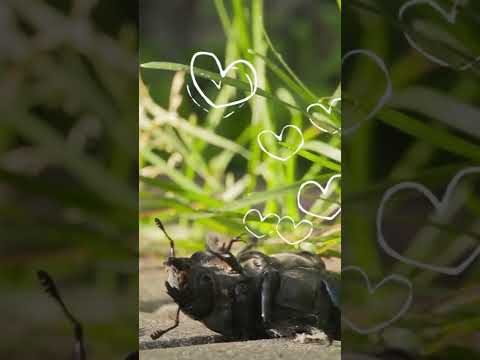 Brave Beetle Bug Rescues Himself! - Nature Videos for Kids