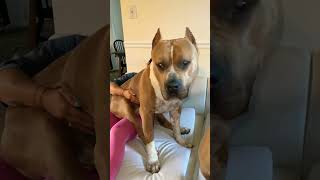 Big pitbull dog #shorts #youtubeshorts #animals