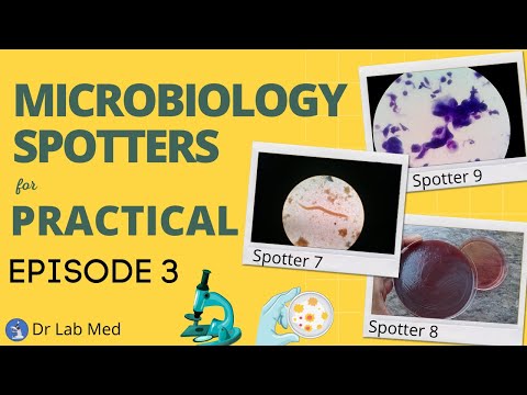 Microbiology Practicals Spotter Answers 7-9 (For Micro MD/DNB PG's, MBBS, BDS, BPT, MSc, DMLT)