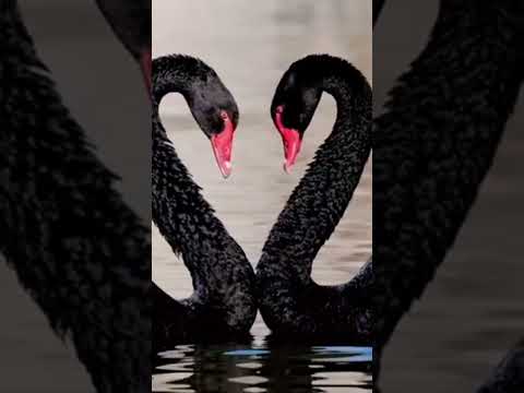 "Swan’s Love: A Tale of Eternal Devotion" #wildlife #wildlifefascination #pinkanimals