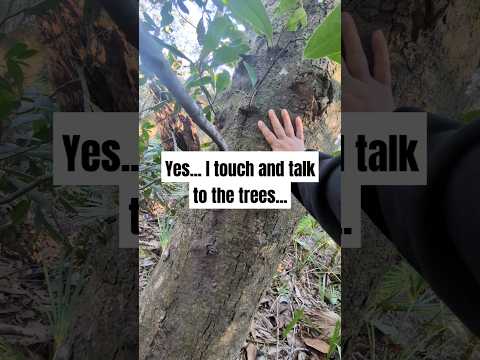 Got pretty far today and found a HUGE magnolia!! #walkingpath #forestliving #magnolias #treelovers