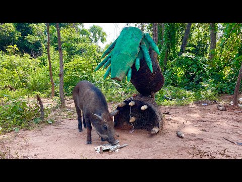 Amazing Skill Building wild boar trap From  Pliers wood #skilltrap #animals #camping