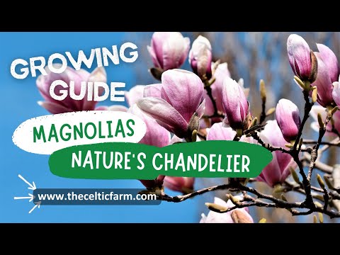 Mastering Magnolia Magic: Your Ultimate Guide to Growing Glorious Magnolias 🌸