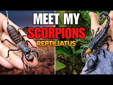 SCORPION UPDATE AND FEEDING + THE FUTURE OF MY ARACHNID KEEPING!?