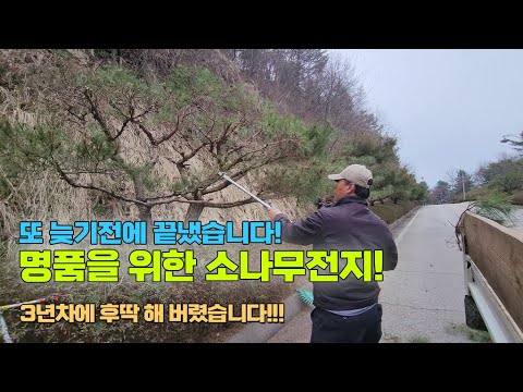 또 늦기전에 끝냈습니다! 명품을 위한 소나무전지.. 3년차에 후딱 해 버렸습니다 / Pruning pine trees must not be late