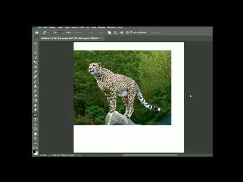 C-- cheetah  #photoshop #photoshoptutorial #graphicdesign #freephotoshop  #editing  #adobe